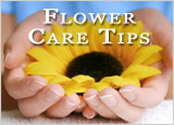 Flower Care Tips :: Click Here