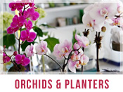 Orchids & Planter Flower Arrangements