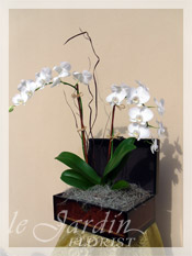 Double Stem Imperial Orchids in Le Jardin Treasure Chest Container